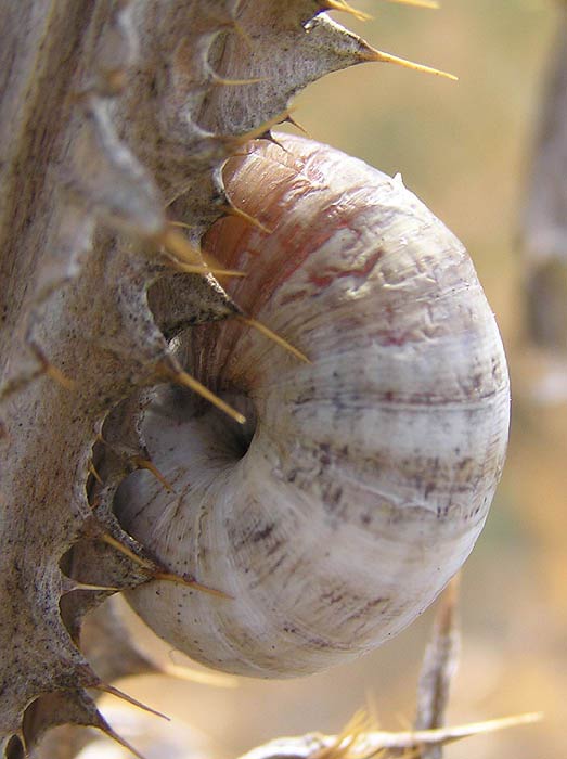             Cernuella neglecta . (Photo: © J. Novak,  www.biolib.cz )    