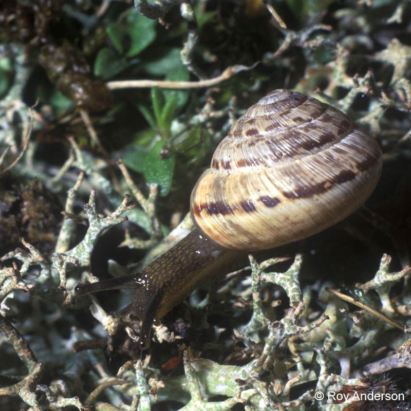             Cernuella neglecta . (Photo: © Dr. Roy Anderson, MolluscIreland)      