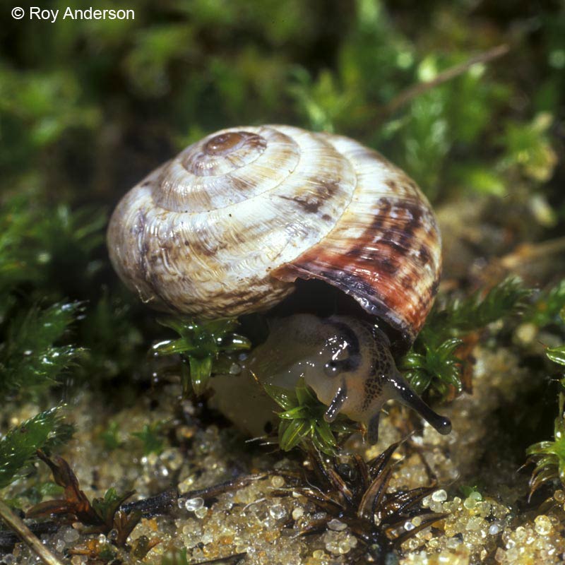             Cernuella neglecta . (Photo: © Dr. Roy Anderson, MolluscIreland)      