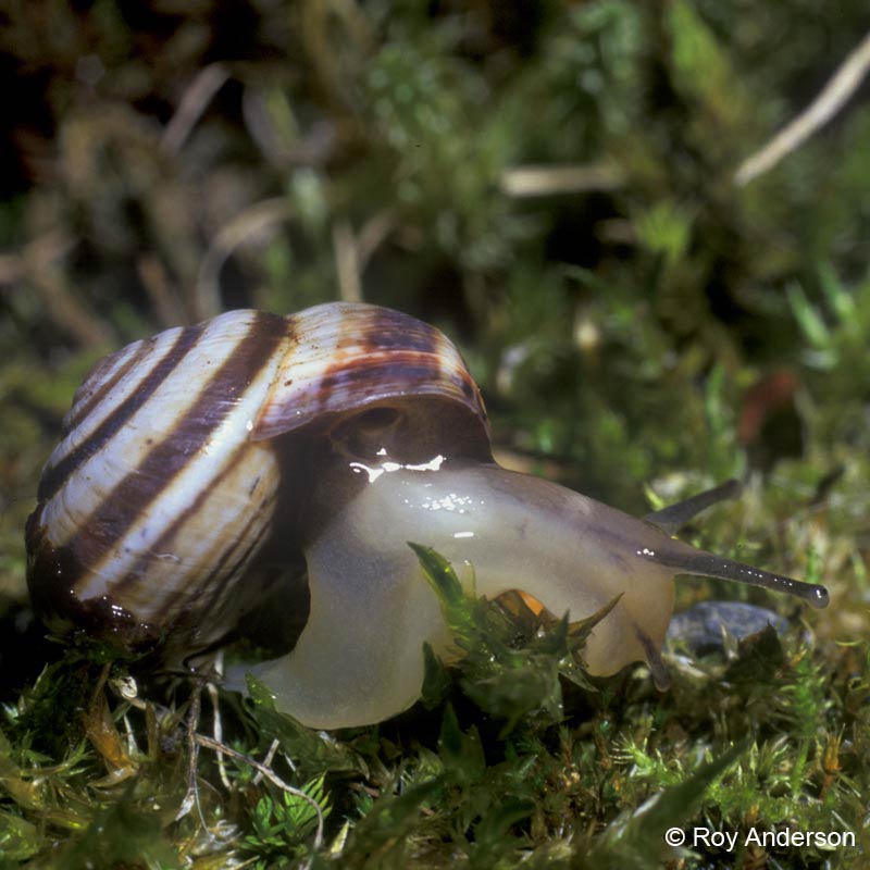             Cernuella neglecta . (Photo: © Dr. Roy Anderson, MolluscIreland)      