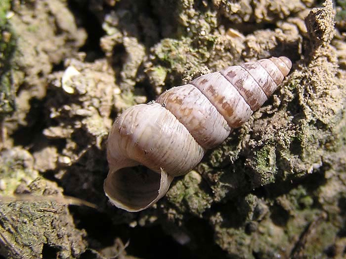             Cochlicella acuta . (Photo: © J. Novak,  www.biolib.cz )    