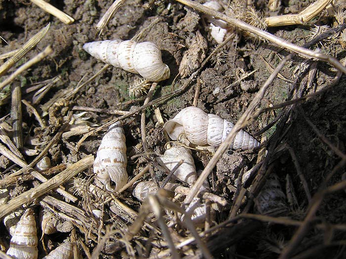             Cochlicella acuta . (Photo: © J. Novak,  www.biolib.cz )    