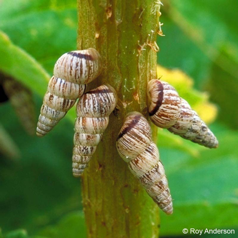             Cochlicella acuta . (Photo: © Dr. Roy Anderson,   MolluscIreland)   