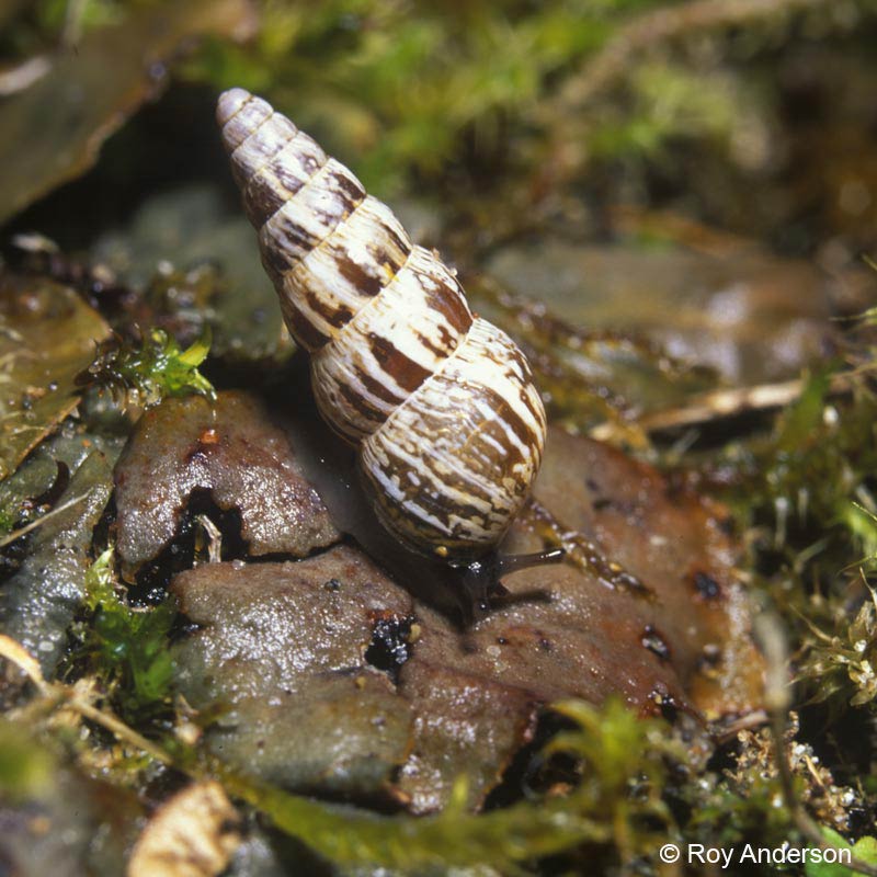             Cochlicella acuta . (Photo: © Dr. Roy Anderson,   MolluscIreland)   