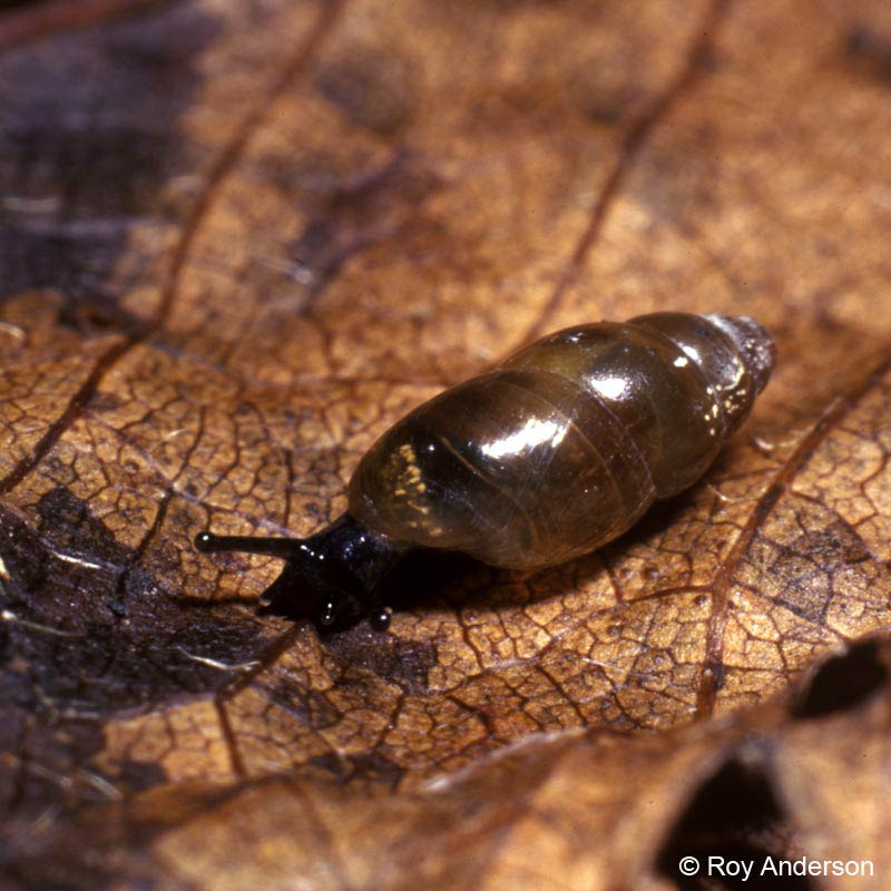             Cochliocopa lubrica . (Photo: © Dr. Roy Anderson, MolluscIreland)      