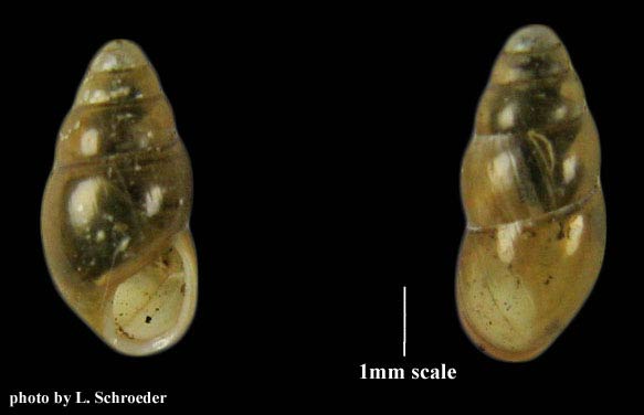             Cochliocopa lubrica . (Photo: © Linda Schroeder, Pacific Northwest   Shell Club)   