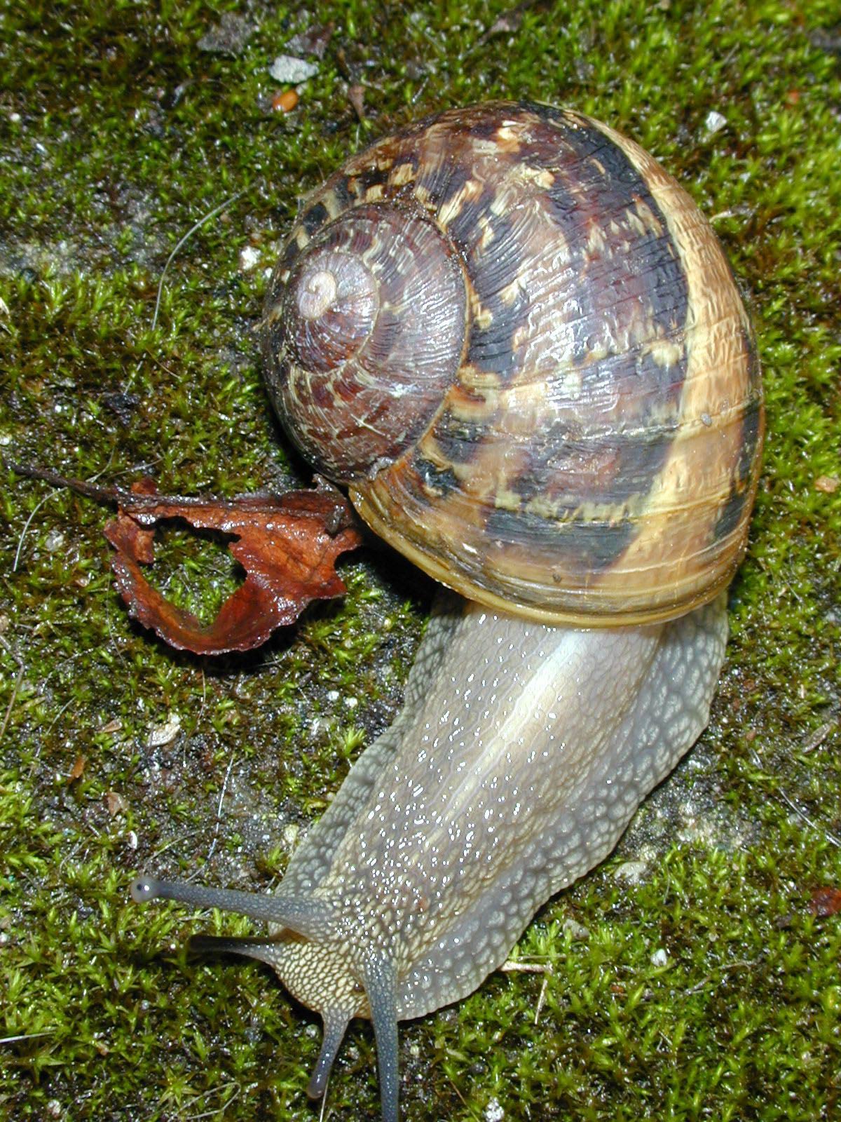             Cornu aspersum . note yellow tubercles on the body of the animal.   (Photo: © R. Forsyth, Smithers, BC, Canada)   