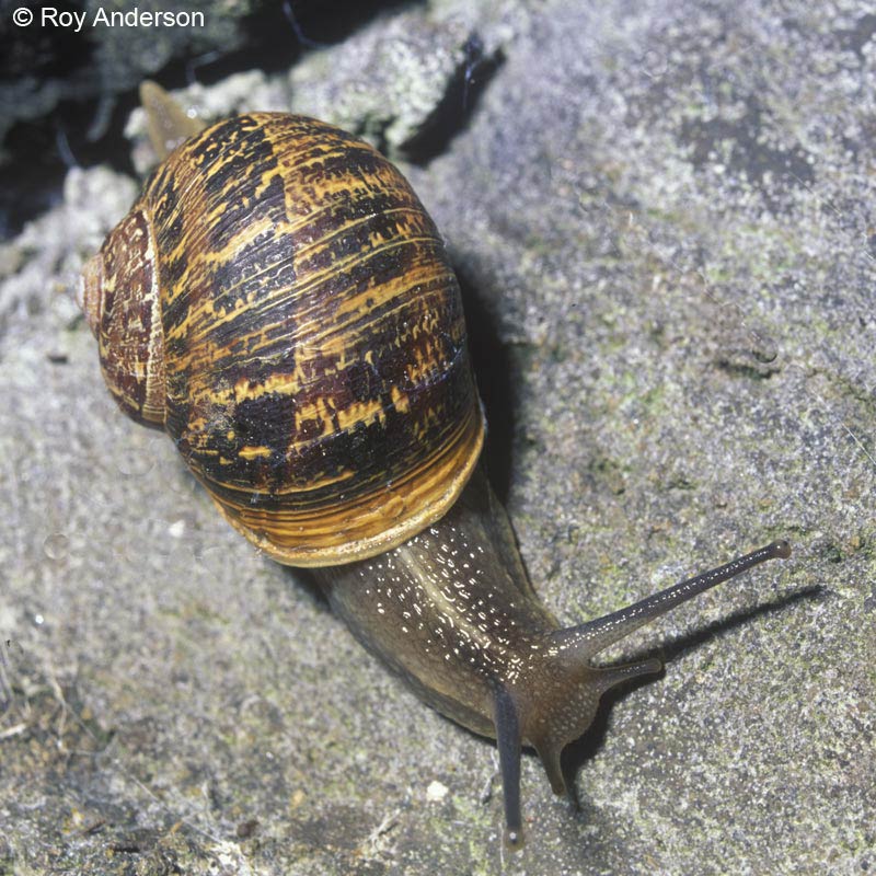             Cornu aspersum . (Photo: © Dr. Roy Anderson,   MolluscIreland)   