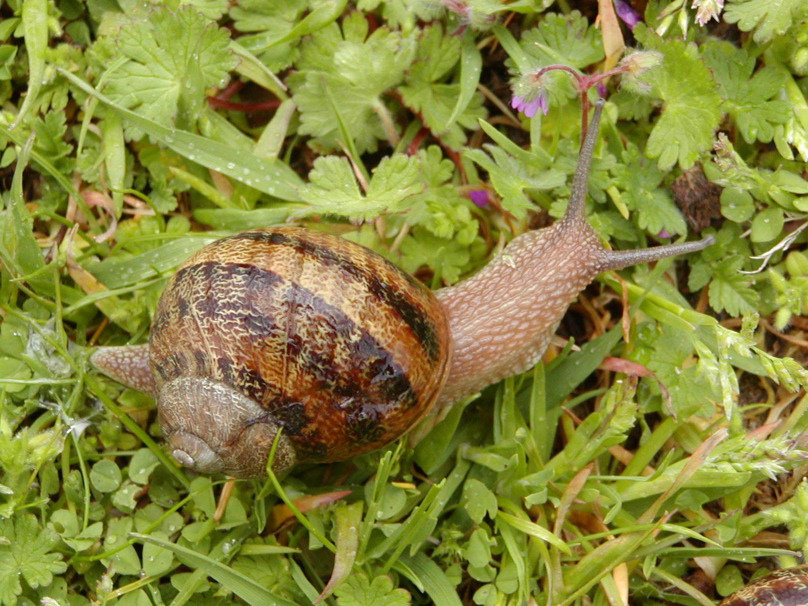             Cornu aspersum . (Photo: © Wikipedia)   