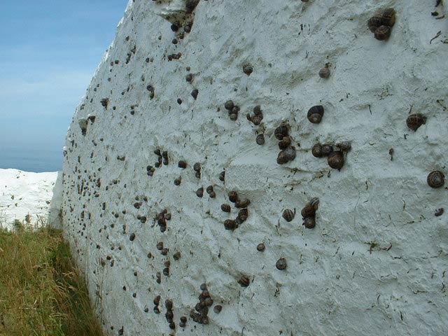             Cornu aspersum:  aggregated on a wall. (Photo: © D. Medcalf,   Wikipedia)   