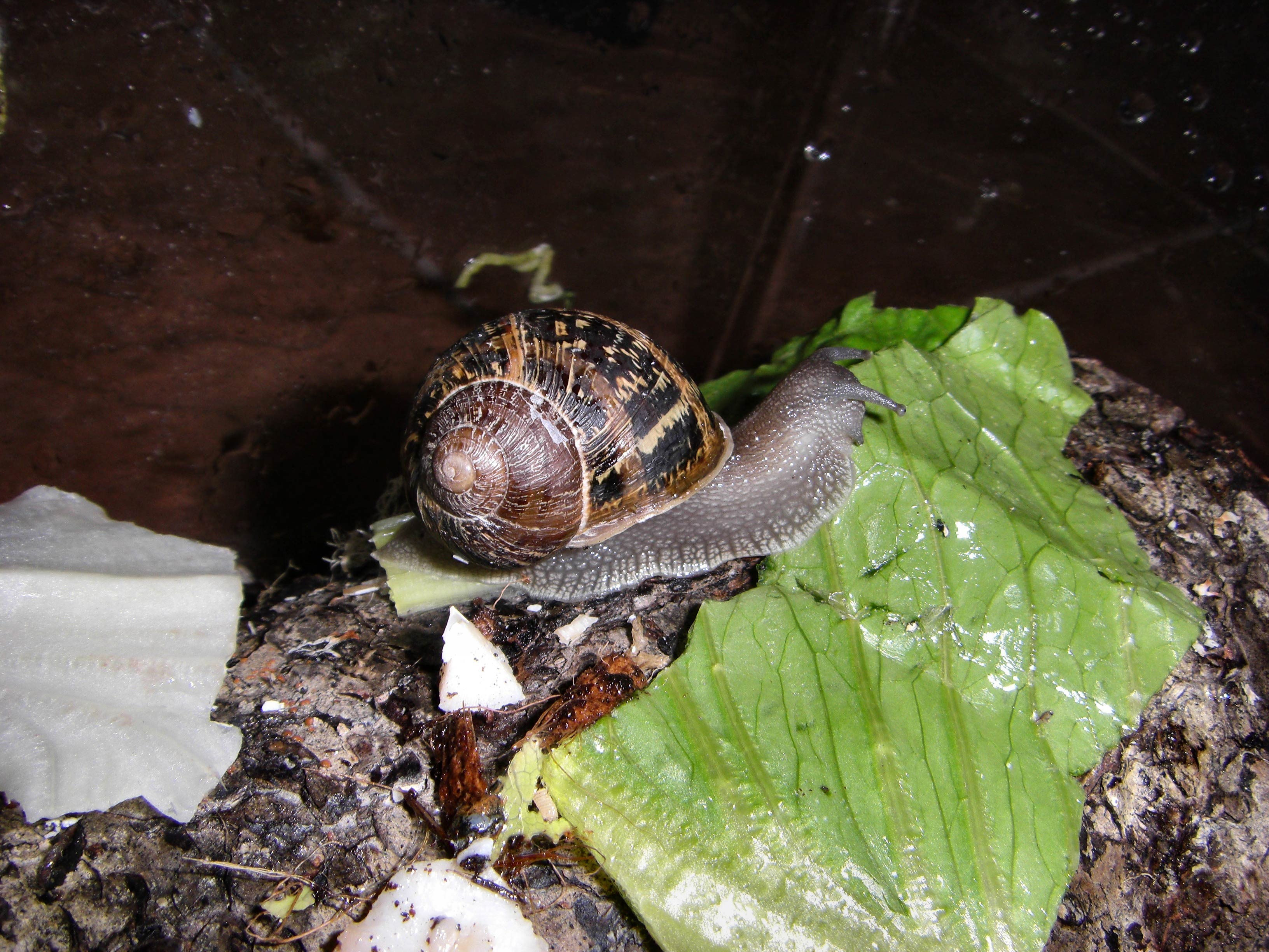             Cornu aspersum . (Photo: © Dfruzzetti,   Wikipedia)   