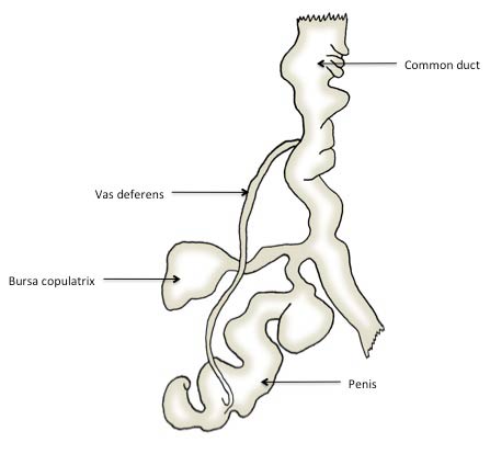             Deroceras laeve : genitalia. (Photo: © J. White-McLean,   U.F.)   