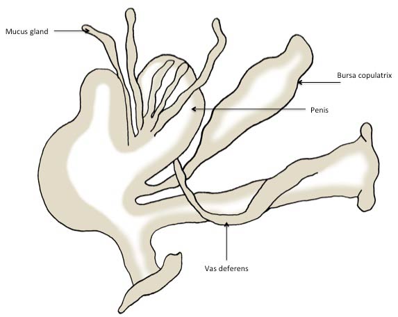             Deroceras panormitanum:  genitalia. (Photo: © J. White-McLean,   U.F.)   