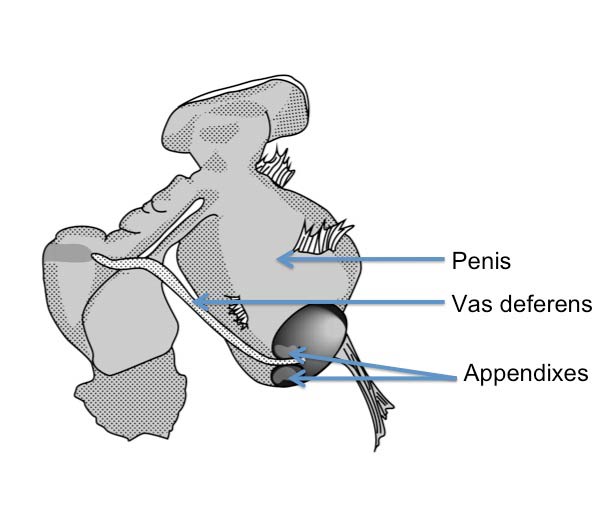             Deroceras caucasicum:  genitalia. (Photo: © Wiktor 2000 modified   by K. Weigel, University of Florida)   