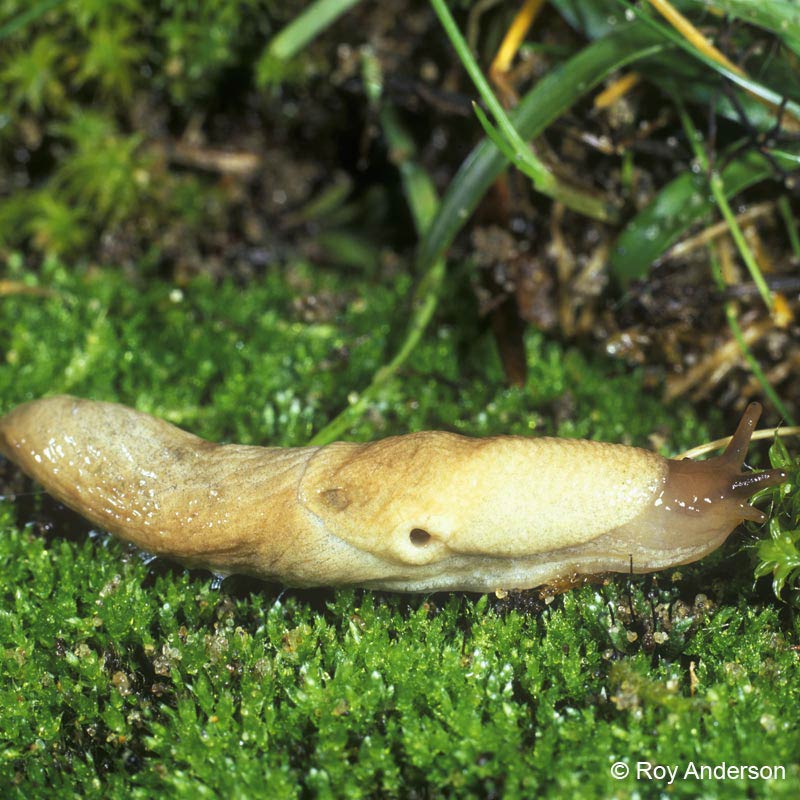             Deroceras agreste . (Photo: © Dr. Roy Anderson,   MolluscIreland)   