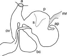             Deroceras agreste:  genitalia. (Photo: © M. Horsak et al.,   Wikipedia)   