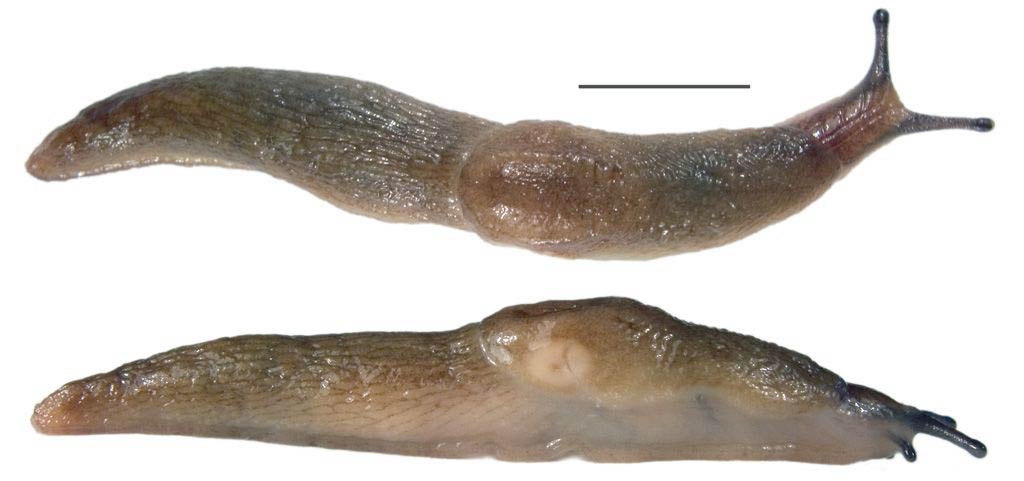             Deroceras caucasicum . (Photo: © S. Leonov,  http://malacology.crimea.edu/list.php )   