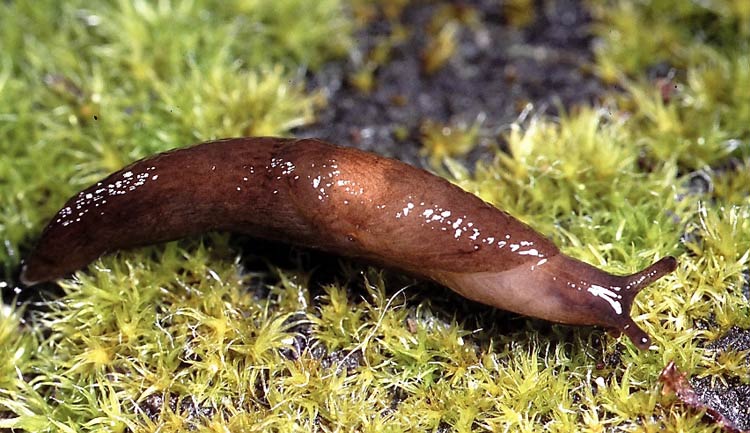             Deroceras laeve . (Photo: © K. Ovaska,   CalPhotos)   