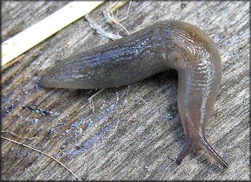             Deroceras laeve . (Photo: © B. Frank,   Jacksonville)   