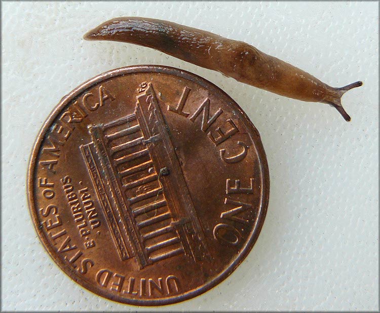            Deroceras laeve . (Photo: © B. Frank,   Jacksonville)   