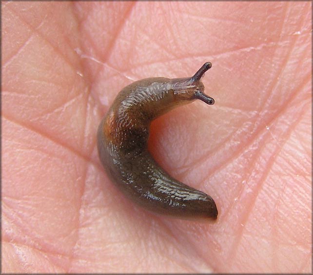             Deroceras laeve . (Photo: © B. Frank,   Jacksonville)   