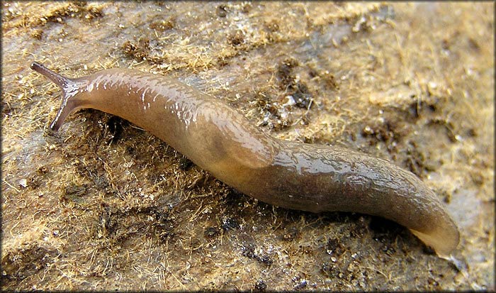             Deroceras laeve . (Photo: © B. Frank,   Jacksonville)   