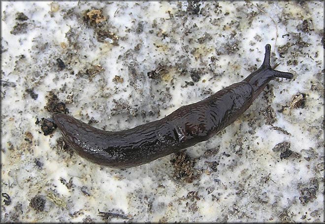             Deroceras laeve . (Photo: © B. Frank,   Jacksonville)   