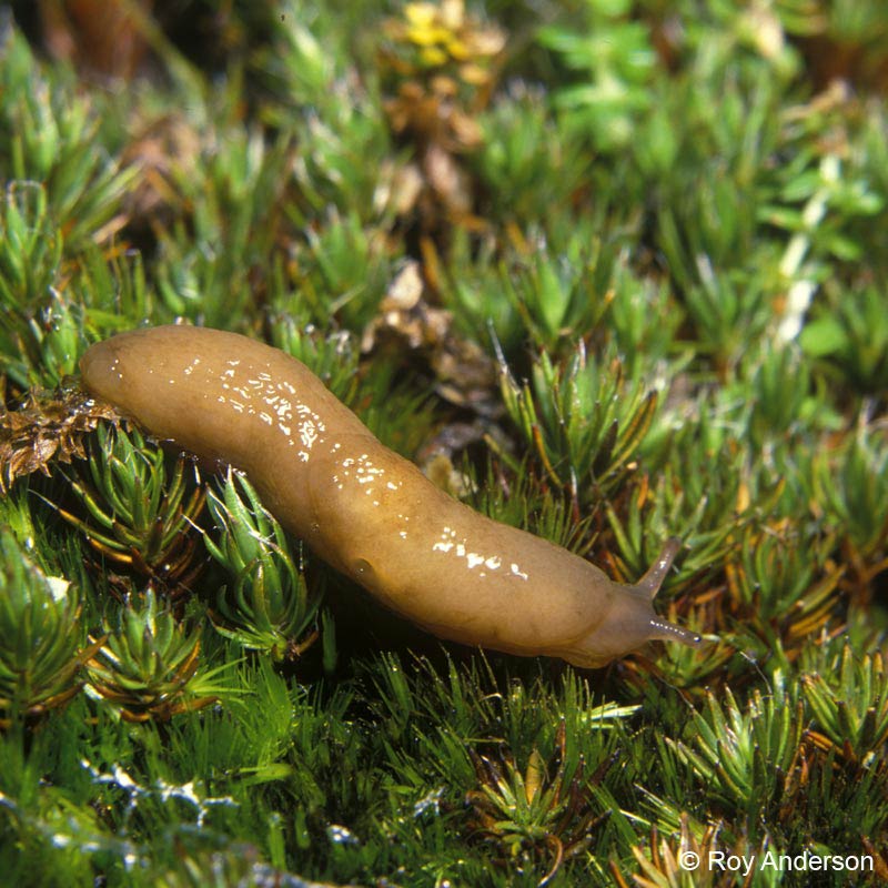             Deroceras laeve . (Photo: © Dr. Roy Anderson,   MolluscIreland)   