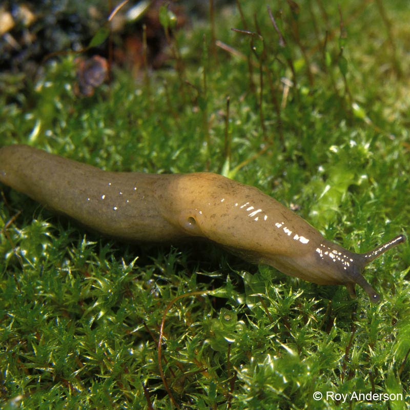            Deroceras laeve . (Photo: © Dr. Roy Anderson,   MolluscIreland)   