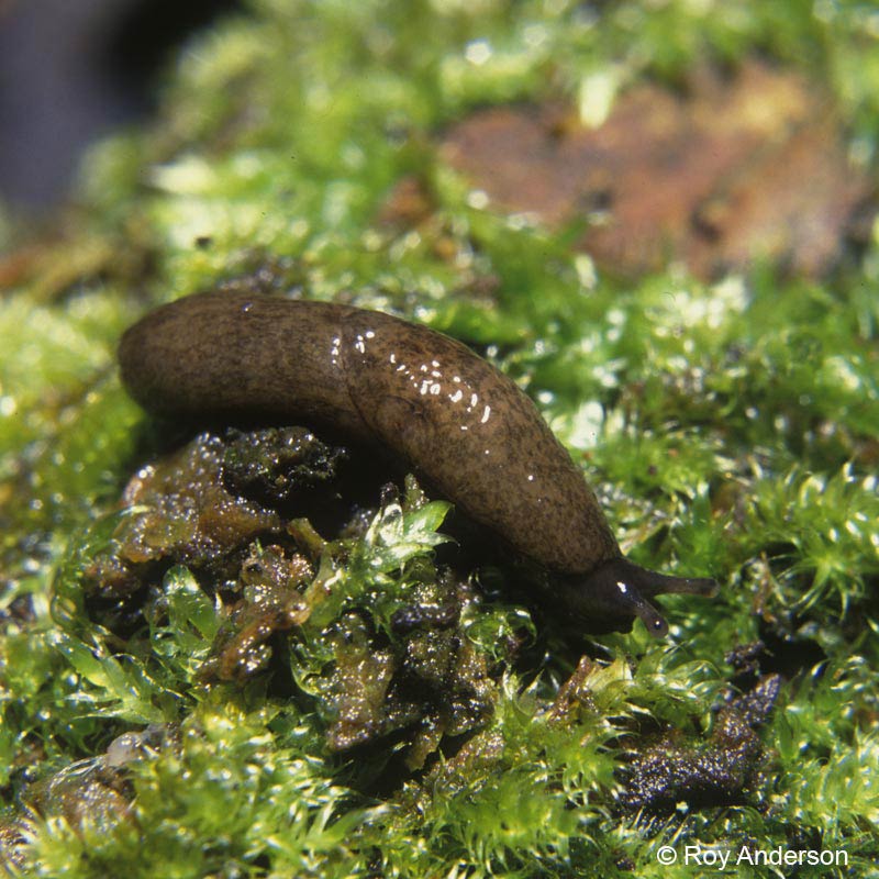             Deroceras laeve . (Photo: © Dr. Roy Anderson,   MolluscIreland)   