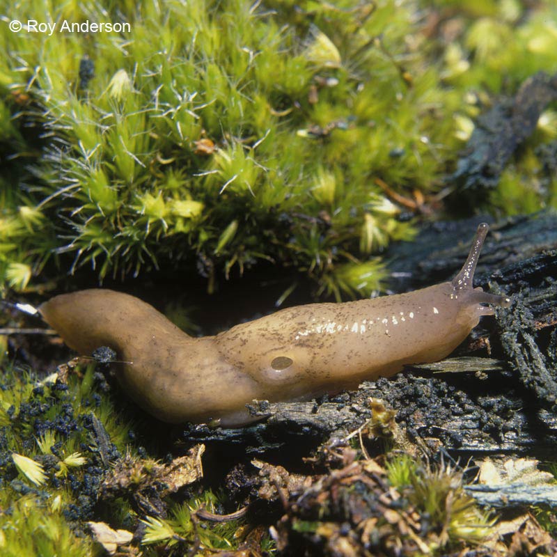            . (Photo: © Dr. Roy Anderson, MolluscIreland)   