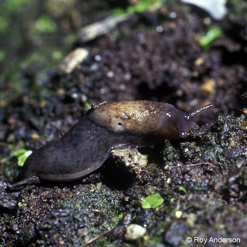             Deroceras panormitanum . (Photo: © Dr. Roy Anderson,   MolluscIreland)   