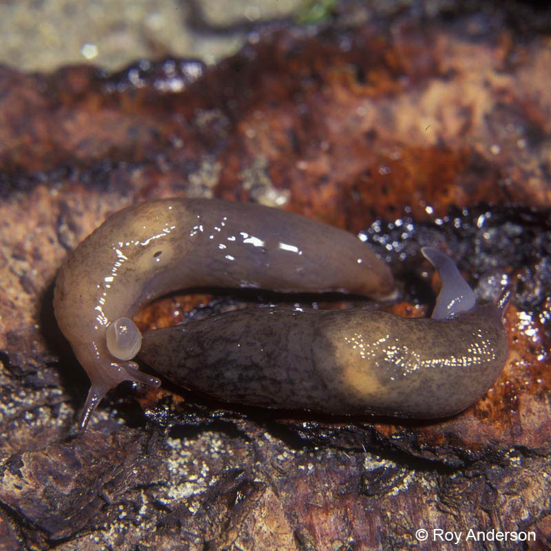             Deroceras panormitanum : mantle lighter in color over the lung.   (Photo: © Dr. Roy Anderson, MolluscIreland)   