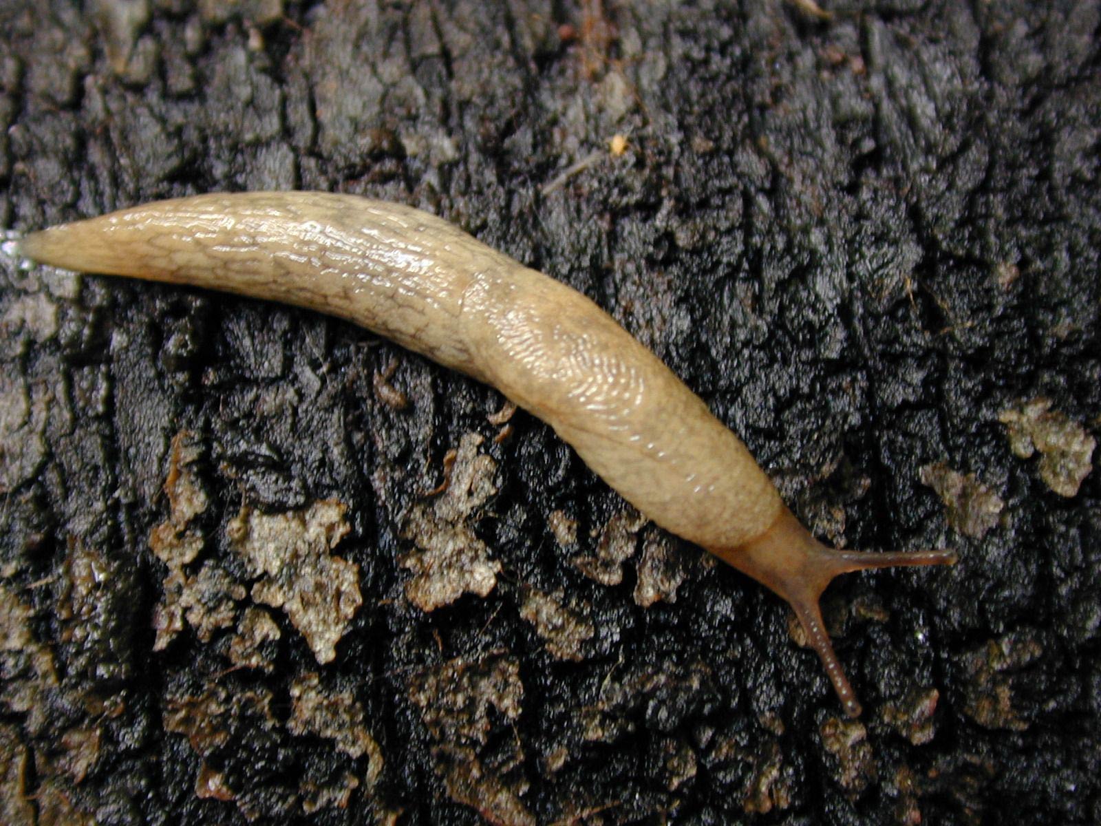             Deroceras reticulatum . (Photo: © R. Forsyth, Smithers, BC,   Canada)   