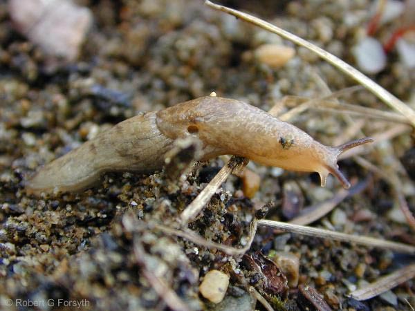             Deroceras reticulatum . (Photo: © R. Forsyth, Smithers, BC,   Canada)   