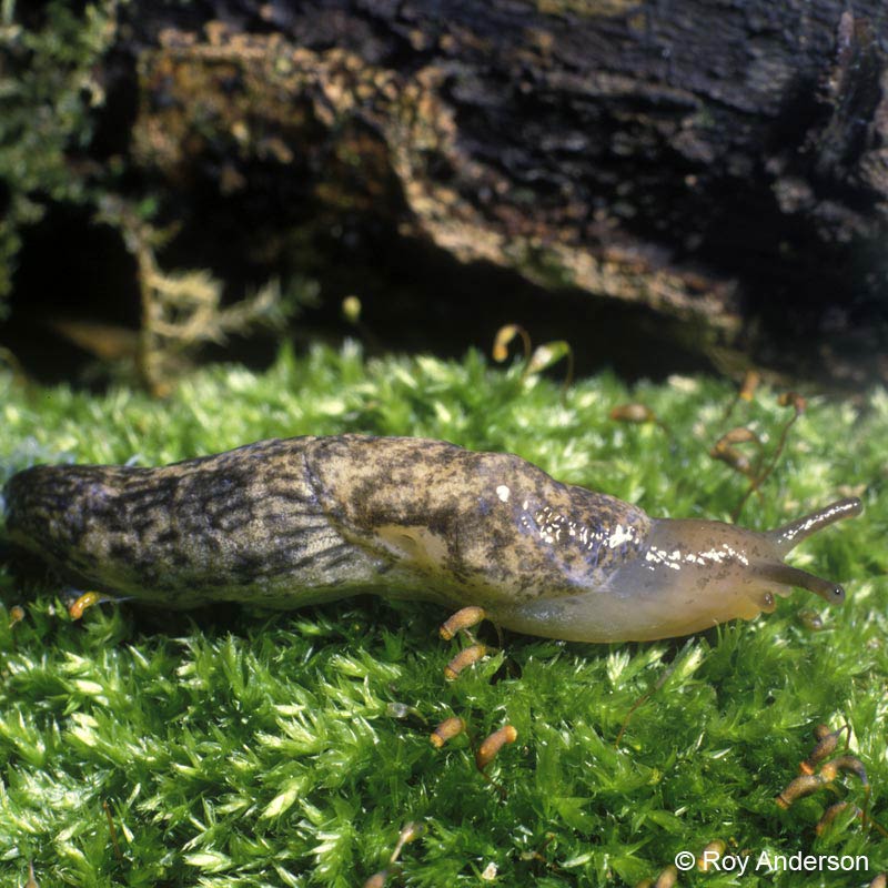             Deroceras reticulatum . (Photo: © Dr. Roy Anderson,   MolluscIreland)   