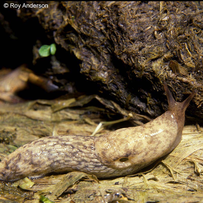             Deroceras reticulatum . (Photo: © Dr. Roy Anderson,   MolluscIreland)   