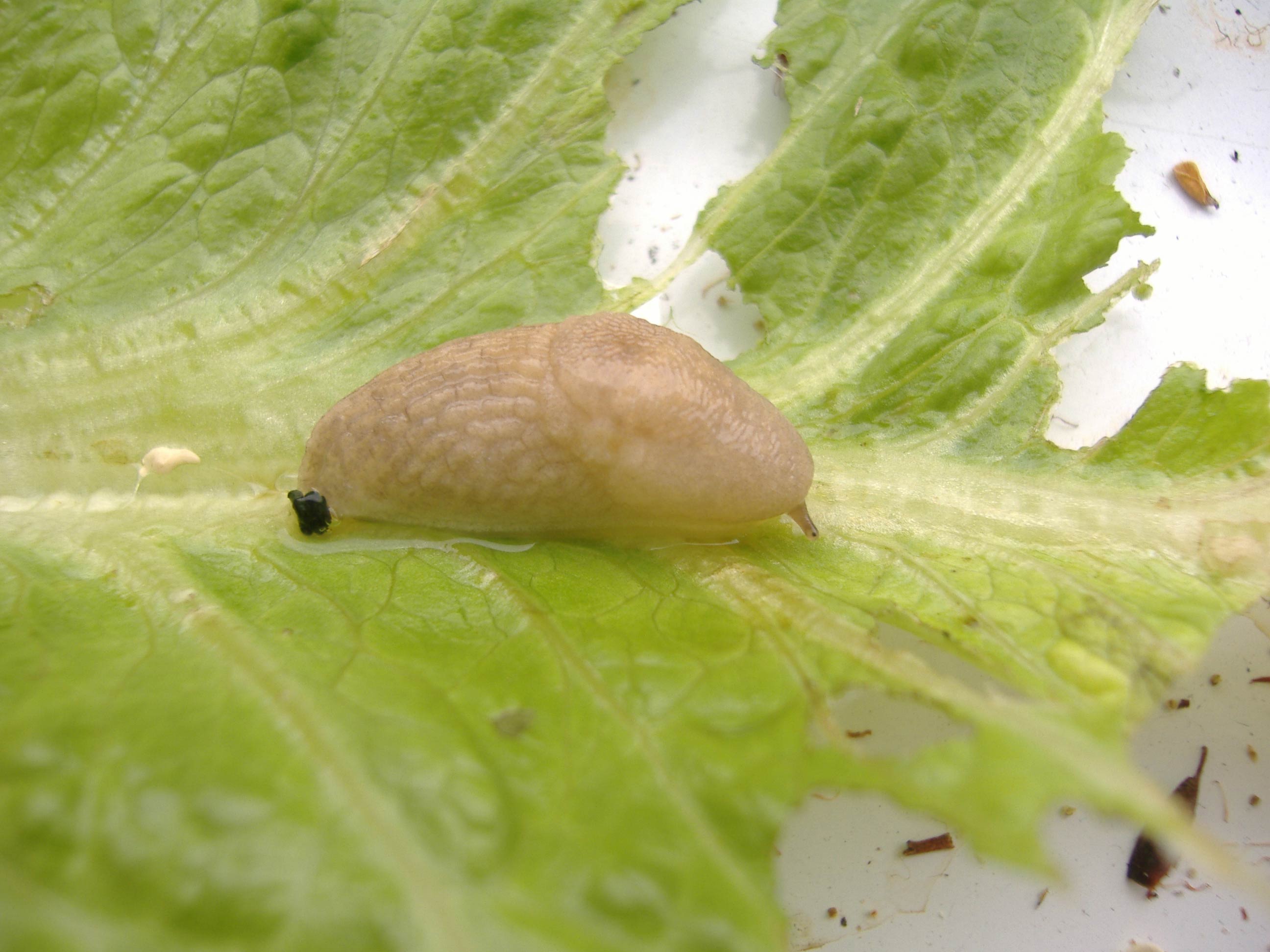             Deroceras reticulatum . (Photo:© R.J. McDonnell, National   University of Ireland)   