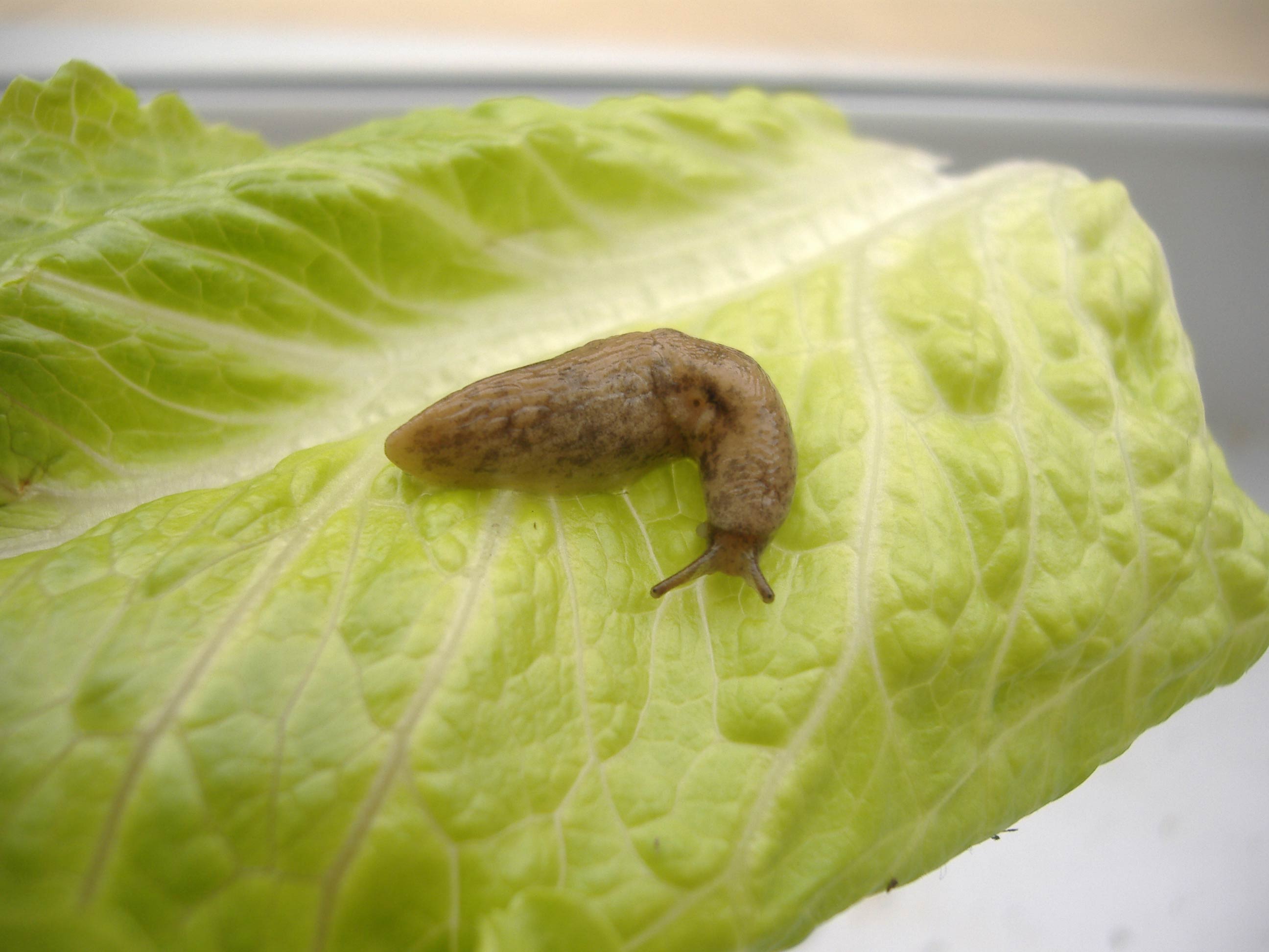             Deroceras reticulatum . (Photo:© R.J. McDonnell, National   University of Ireland)   