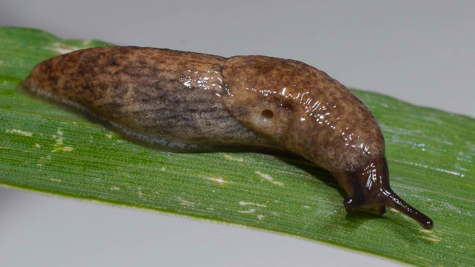            Deroceras reticulatum . (Photo: © J. Berger,   Wikipedia)   