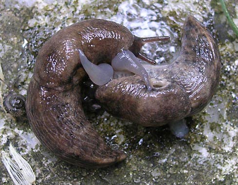             Deroceras reticulatum . (Photo: © L. Jurickova,   Wikipedia)   