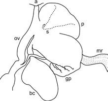             Deroceras reticulatum:  genitalia. (Photo: © M. Horsak et al.,   Wikipedia)   