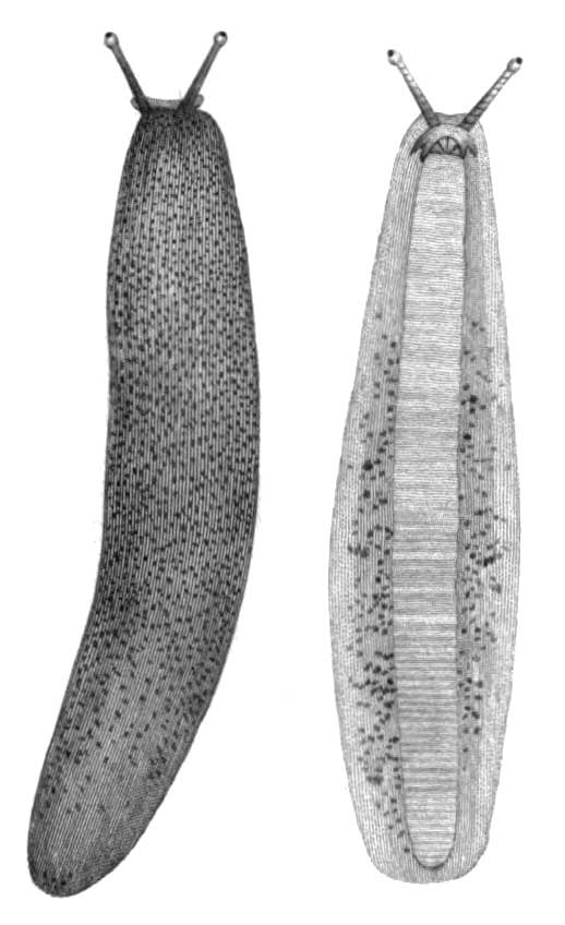             Diplosolenodes occidentalis.   (Photo: © L. Guilding,   Wikipedia)   