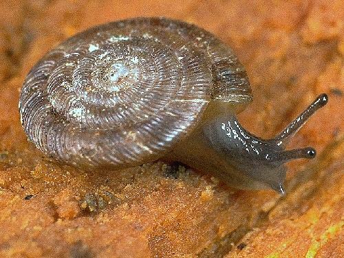             Discus rotundatus . (Photo: © Dr. R.S. Key, Bedale,   UK)   