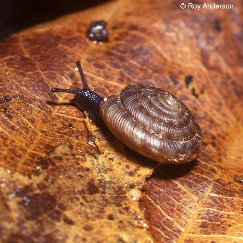             Discus rotundatus . (Photo: © Dr. Roy Andserson,   MolluscIreland)   