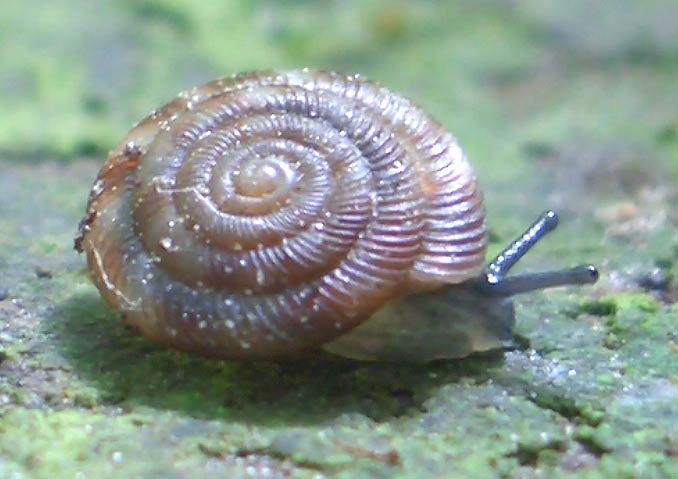             Discus rotundatus . (Photo: © F.W. Schultes,   Wikipedia)   