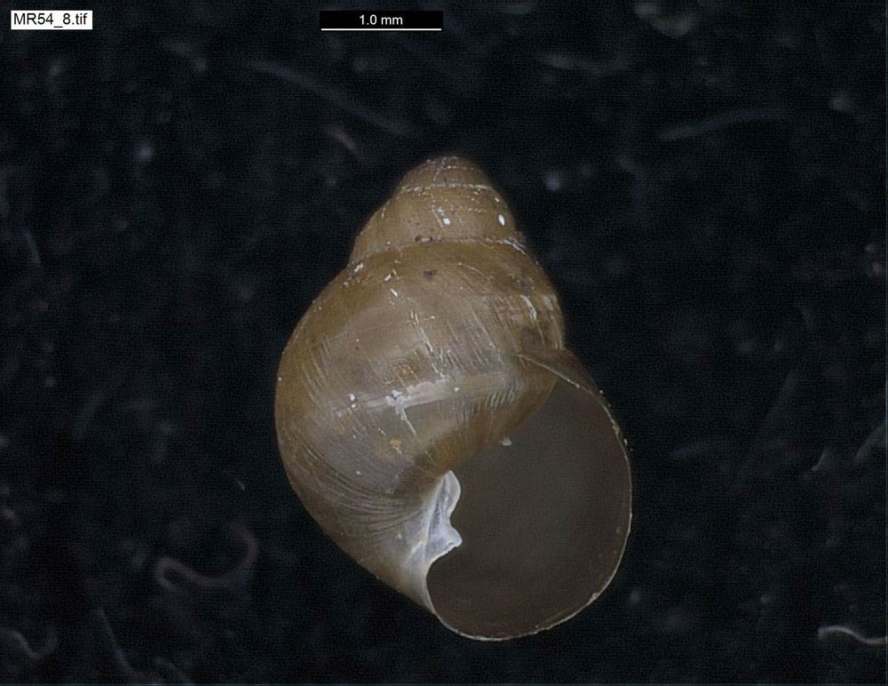             Elasmias apertum . (Photo: © O. Gargominy, Moorea Biocode-Univ.   Berkely, MNHN)   