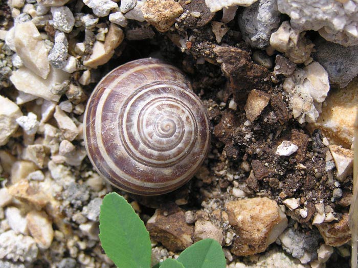             Eobania vermiculata . (Photo: © J. Novak,  www.biolib.cz )    