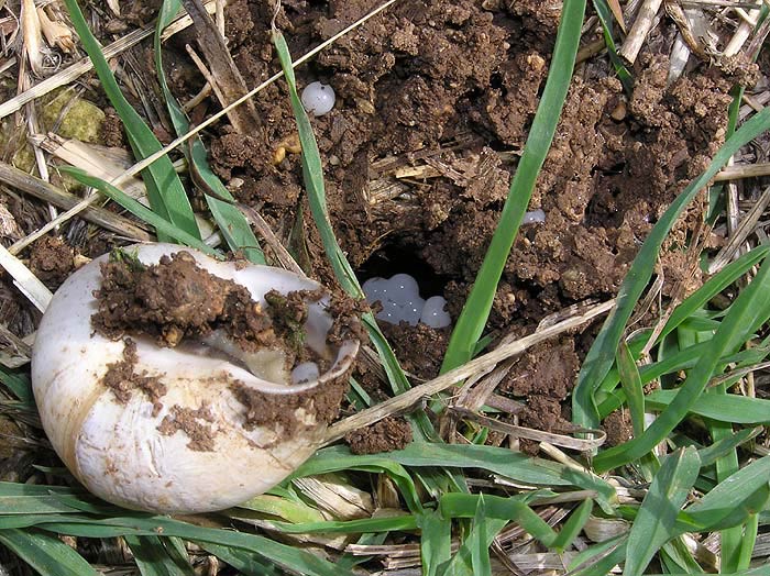             Eobania vermiculata:  adult with eggs. (Photo: © J. Novak,  www.biolib.cz )    