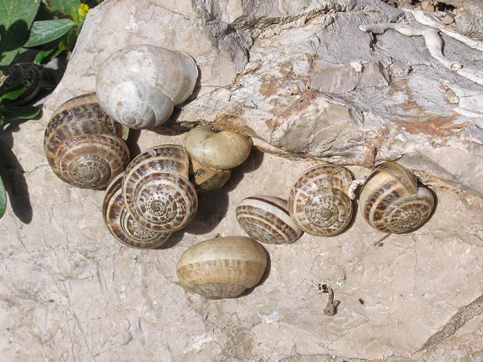             Eobania vermiculata:  note pattern variation. (Photo: © J. Novak,  www.biolib.cz )    